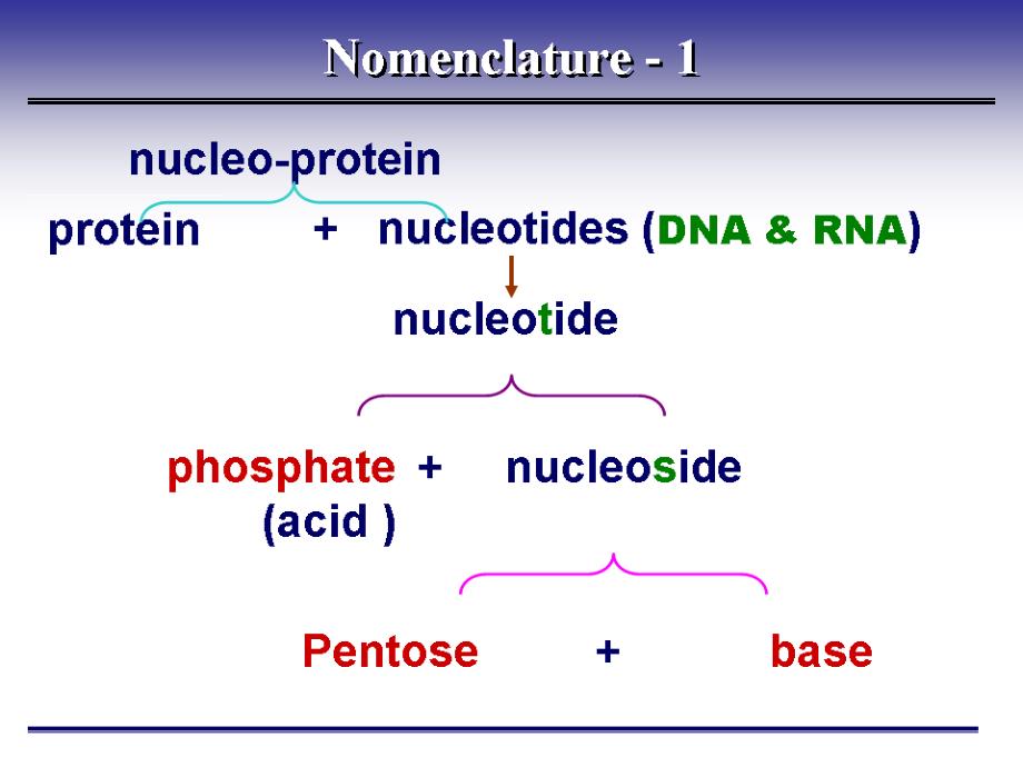 生物化学ppt 药外核苷酸代谢_第3页