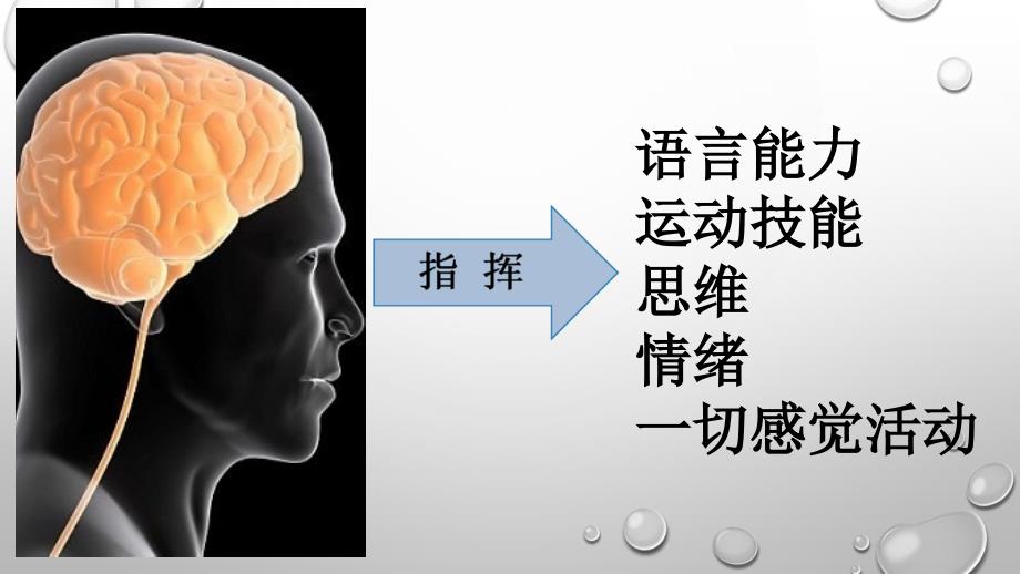 苏教版小学科学五年级下册第五单元《2.神经》教学课件PPT3_第1页