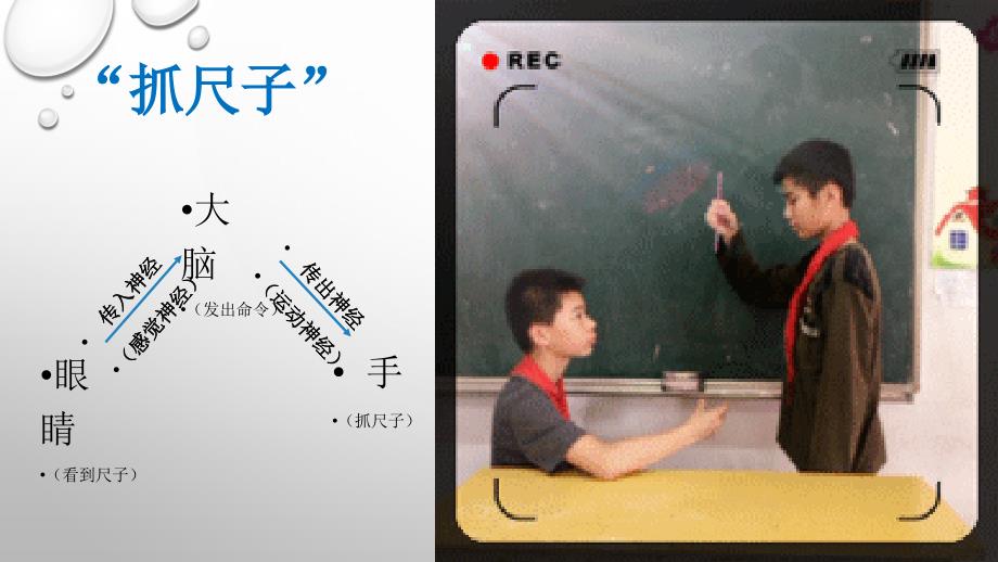 苏教版小学科学五年级下册第五单元《2.神经》教学课件PPT3_第4页