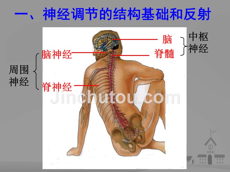 必修三-2.1：通过神经系统的调节_第4页