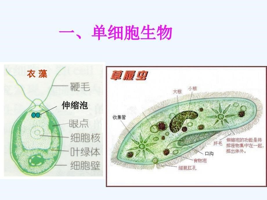 浙教版科学七上2.6《物种的多样性》ppt课件1.ppt_第5页