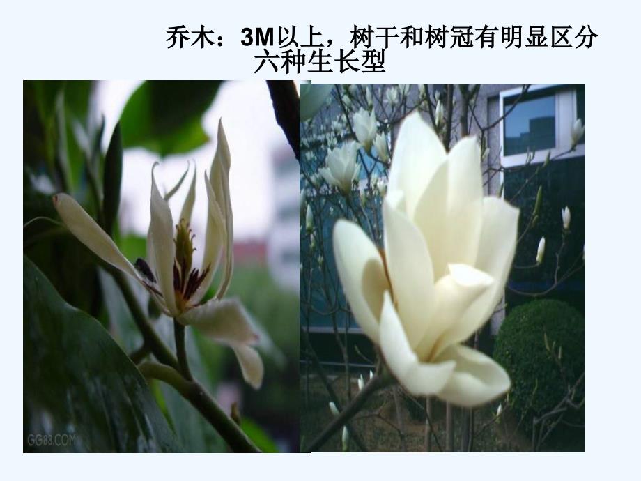 浙科版必修三《植物的生长型和群落结构》ppt课件.ppt_第2页