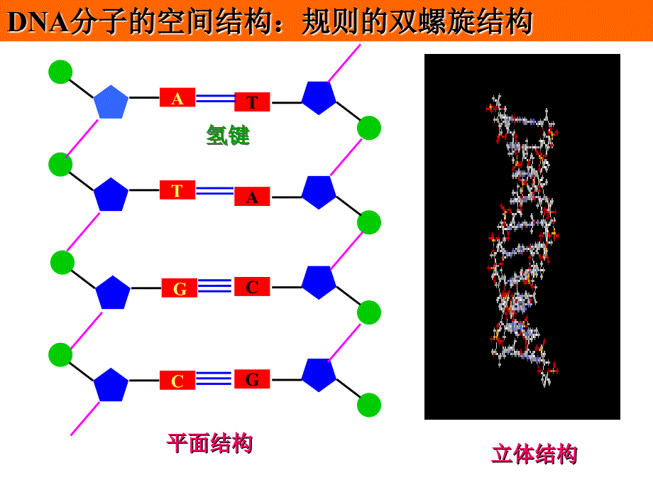 DNA分子结构与复制(复习课)_第4页