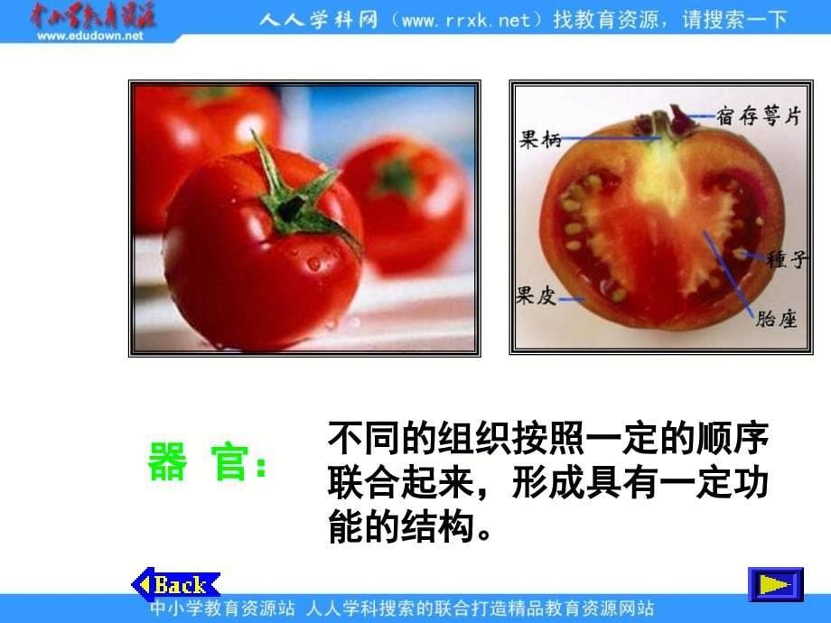 浙教版科学七上《生物体的结构层次》ppt课件.PPT_第5页