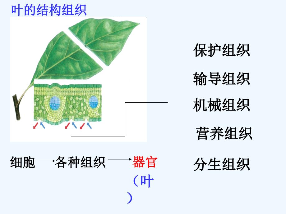 浙教版科学七上2.3《生物体的结构层次》（第3课时）ppt课件.ppt_第2页