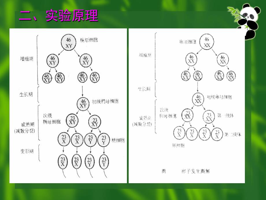 减数分裂实验_第3页