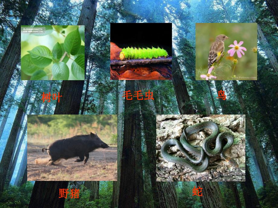 教科小学科学五上《1.5、食物链和食物网》PPT课件(3)_第4页