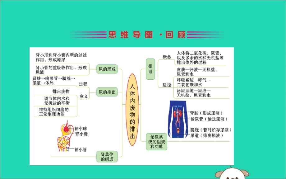 2019版七年级生物下册第四单元生物圈中的人期末抢分必胜课第一部分第四单元生物圈中的人第五章人体内废物的排出课件新人教版2019040532_第2页