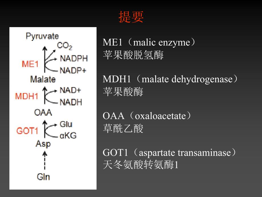 谷氨酰胺通过一个Kras基因调控代谢途径促进胰腺癌生长_第3页