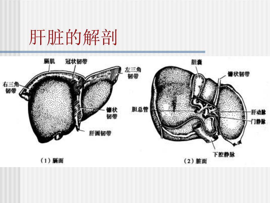 肝脏疾病病人护理(1)_第3页