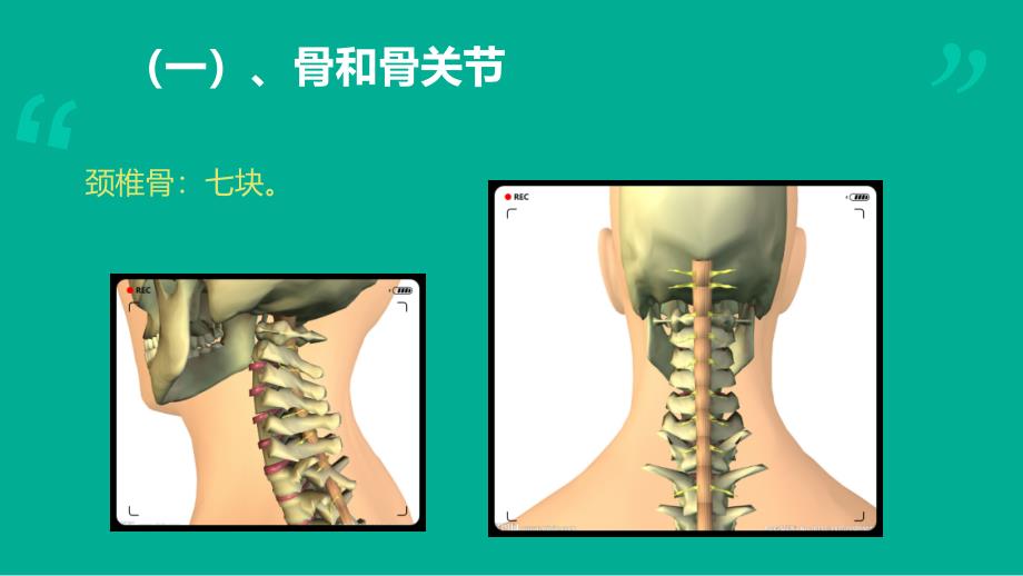 颈椎病解剖学基础与诊断_第4页