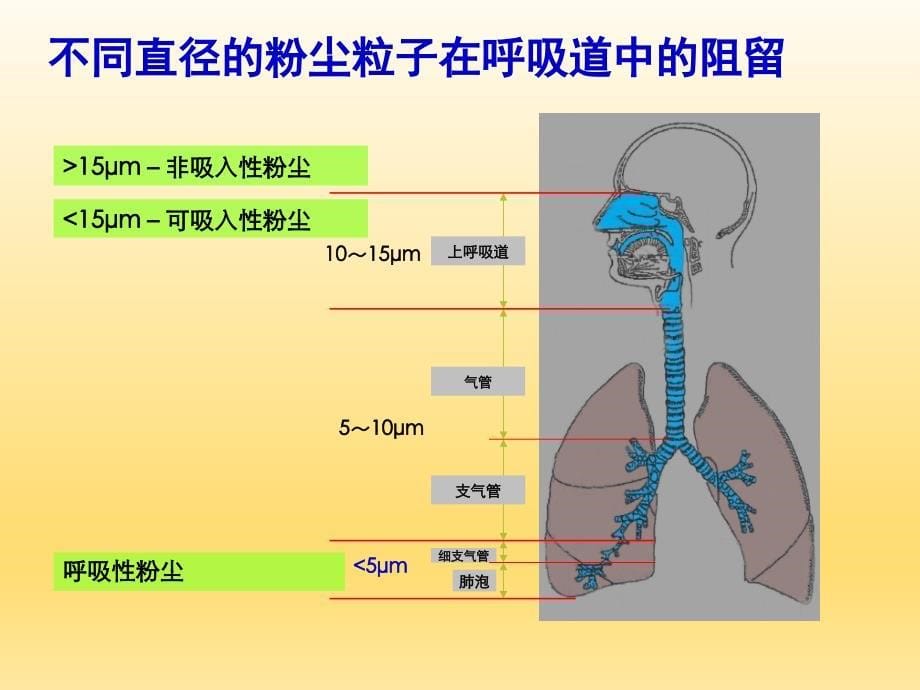 职业卫生与职业医学生产性粉尘和职业性肺部疾病_第5页