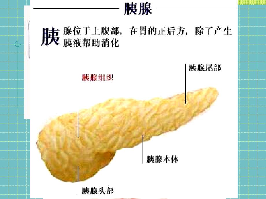 教科小学科学四年级上册《4.5、食物在体内的旅行》_第4页