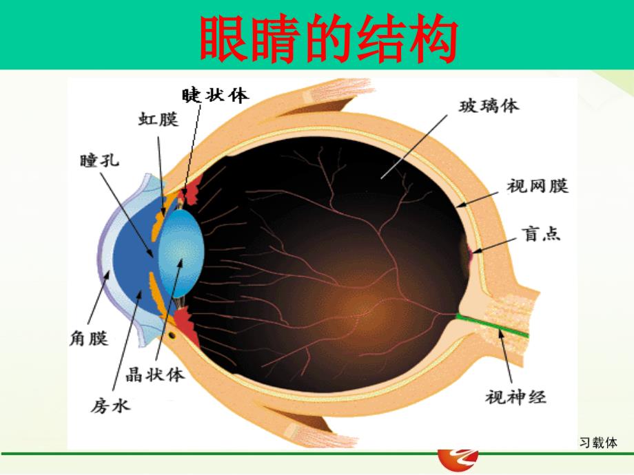 人教版八年级物理上册课件：5.4 眼睛和眼镜（共21张PPT）_第4页