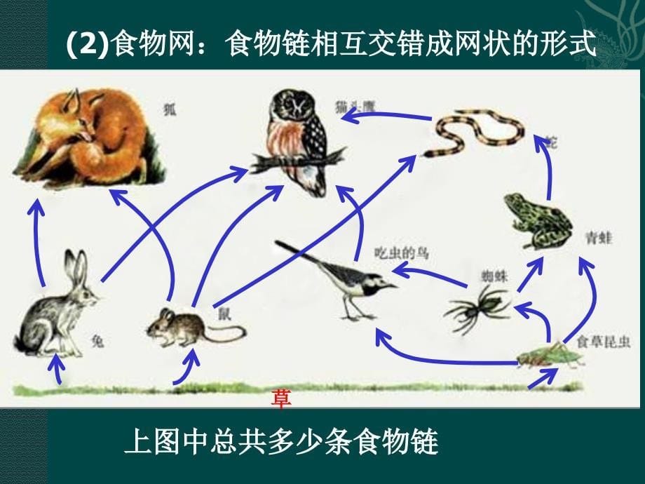 苏教版8下 生物--苏教版八年级下 第25章 生态系统（课件）_第5页