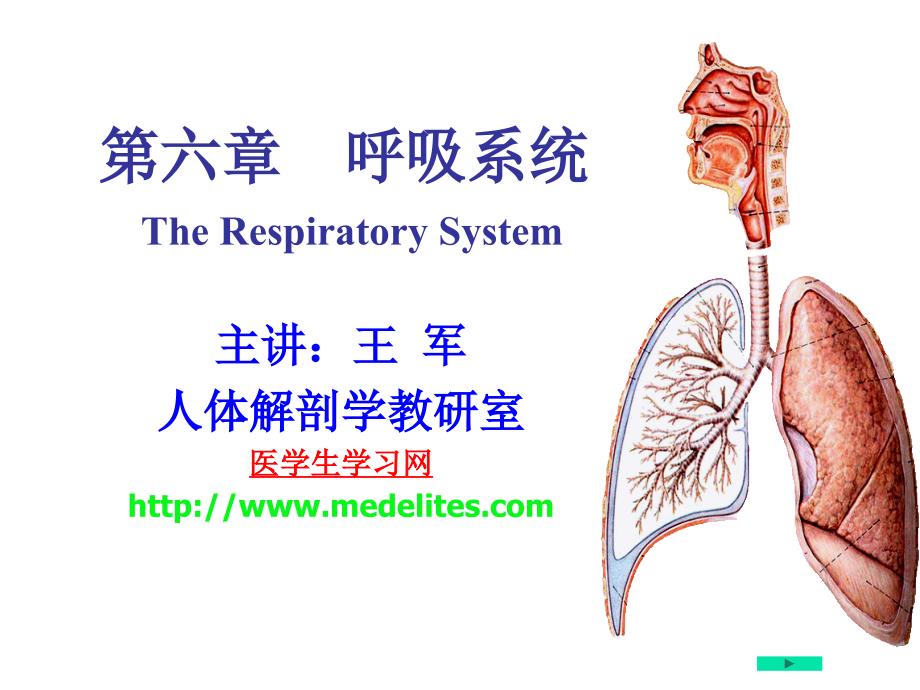 系统解剖学_呼吸系统方案_第1页