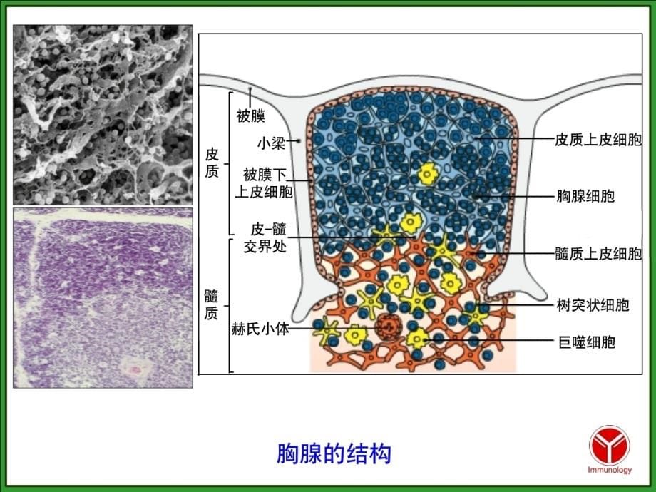 12-10T细胞与其介导细胞免疫应答_第5页