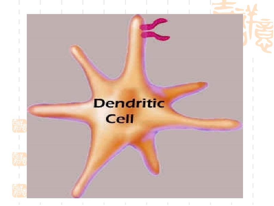 树突状细胞Dendriticcells_第3页