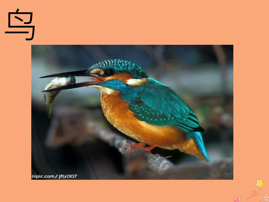 三年级科学上册第二单元各种各样的动物2.3鸟课件1湘科版_第1页