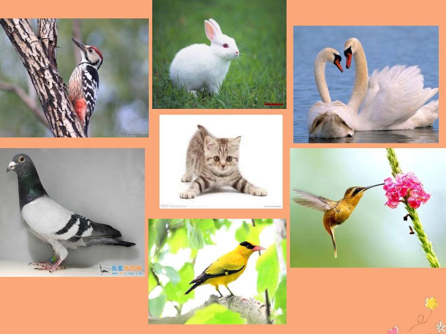 三年级科学上册第二单元各种各样的动物2.3鸟课件1湘科版_第2页