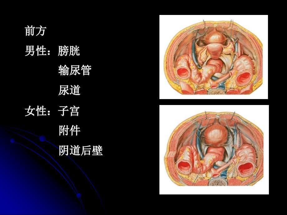 结直肠肛管解剖修改版_第5页