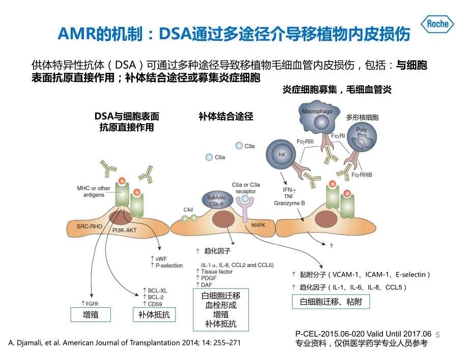 抗体介导排斥反应研究进展-审批版-复件_第5页