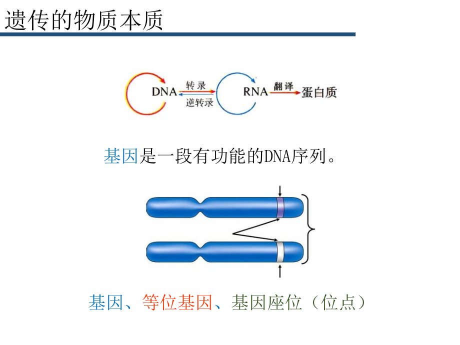 遗传学(知识框架构建及梳理)_第3页