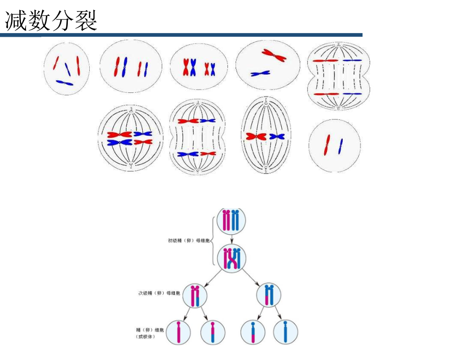 遗传学(知识框架构建及梳理)_第4页