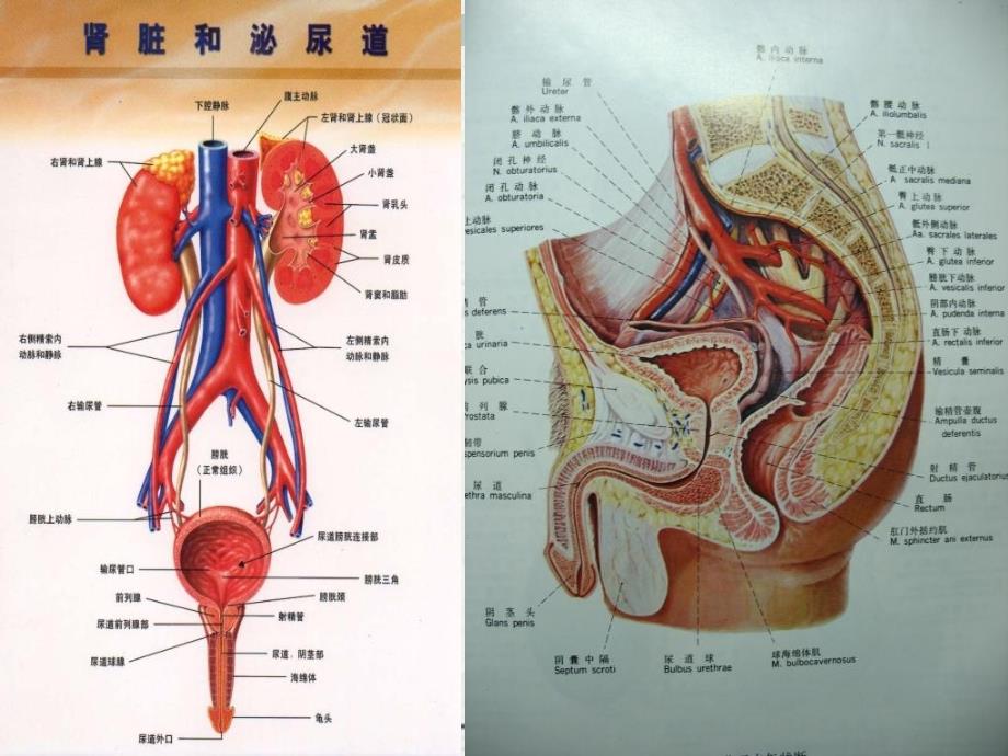 泌尿系统感染诊断治疗方法指南_第3页