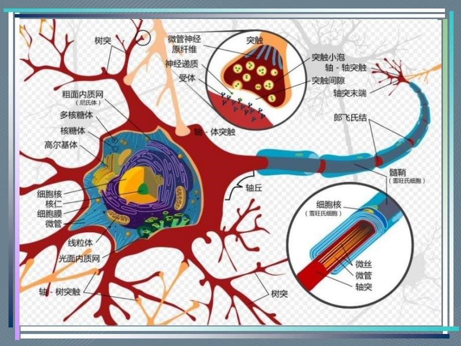 神经系统概述和作用_第5页