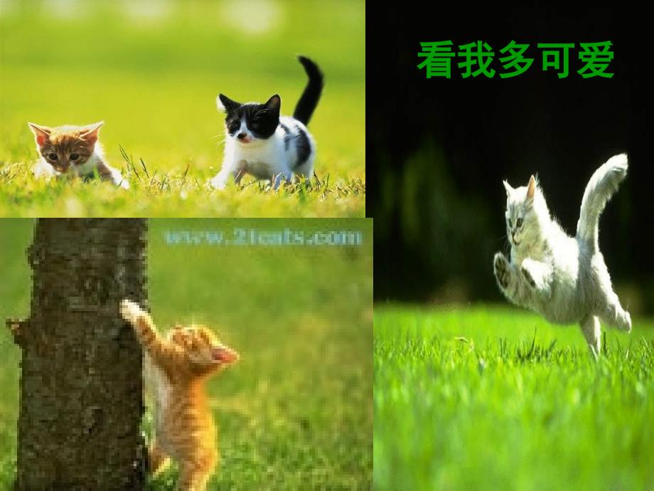 第十五课猫课件2_第1页