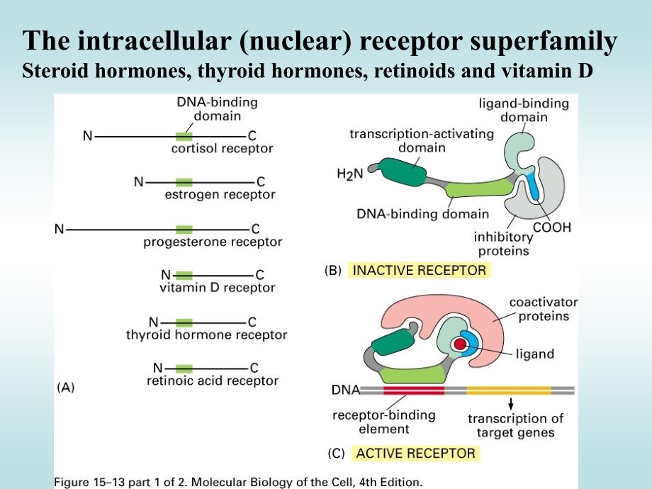 Nuclear_receptors(核受体)_第2页
