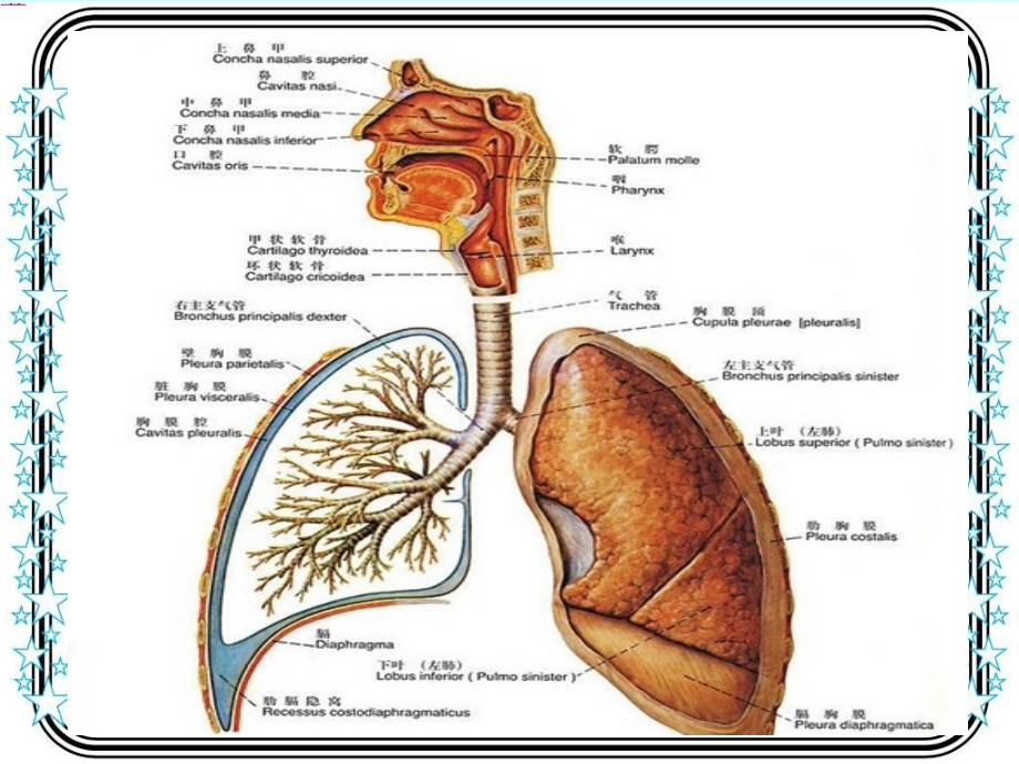 慢性阻塞性肺疾病(COPD)临床康复-魏潇培训_第3页