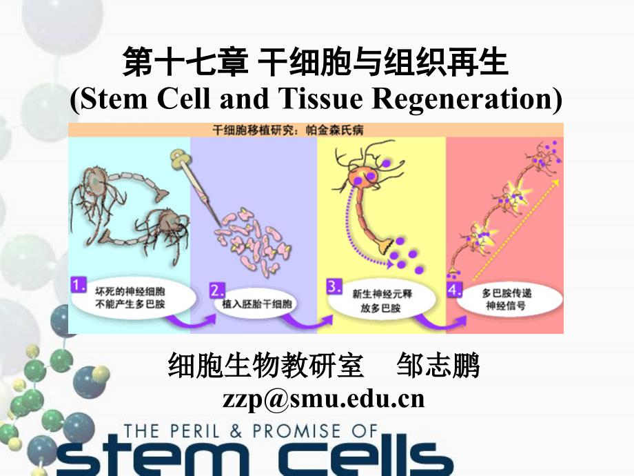 医学细胞生物学第十七章干细胞与组织再生_第1页