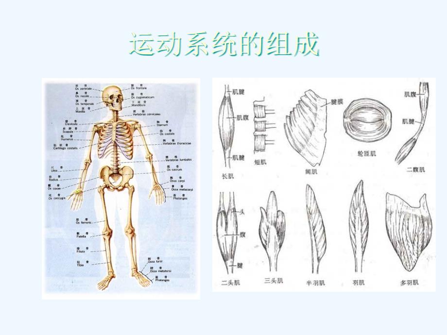 骨科病人的一般护理外科护理学_第2页