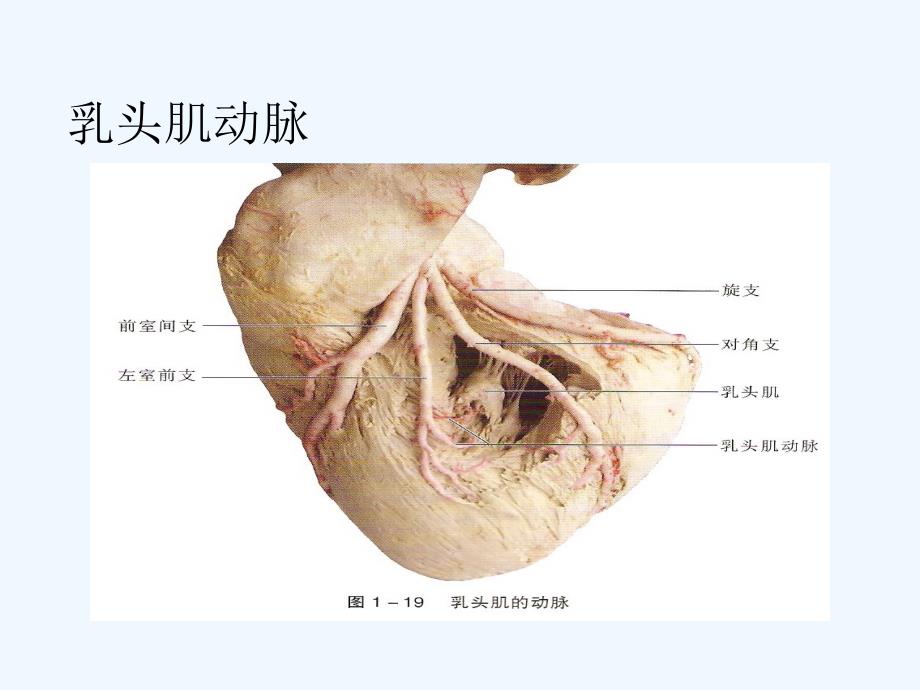 急性心肌梗死的PCI治疗_第3页