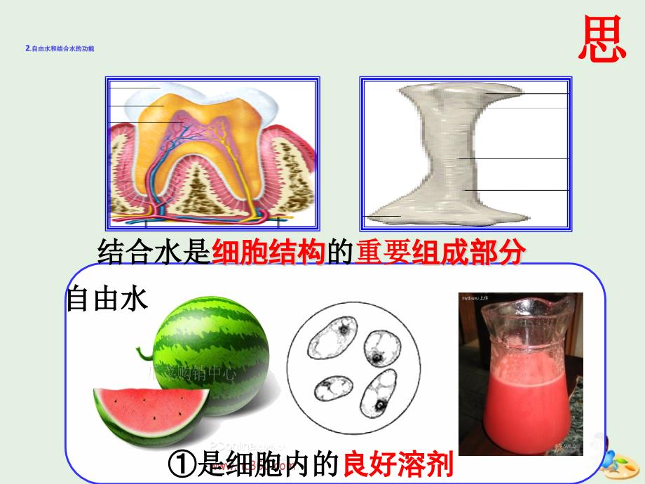 江西省吉安县第三中学高中生物2.5细胞中的无机物课件新人教版必修1_第4页