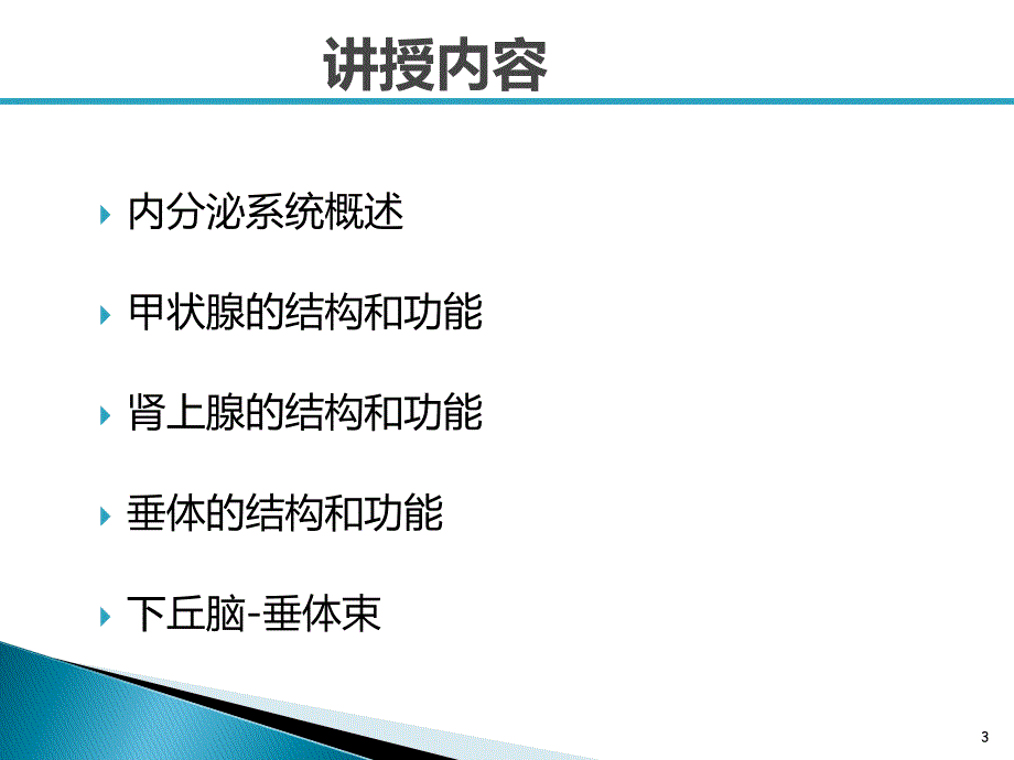 组织与胚胎学内分泌系统课件_第3页