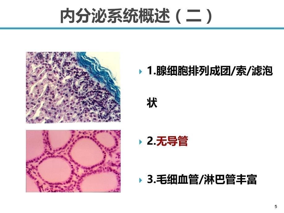 组织与胚胎学内分泌系统课件_第5页
