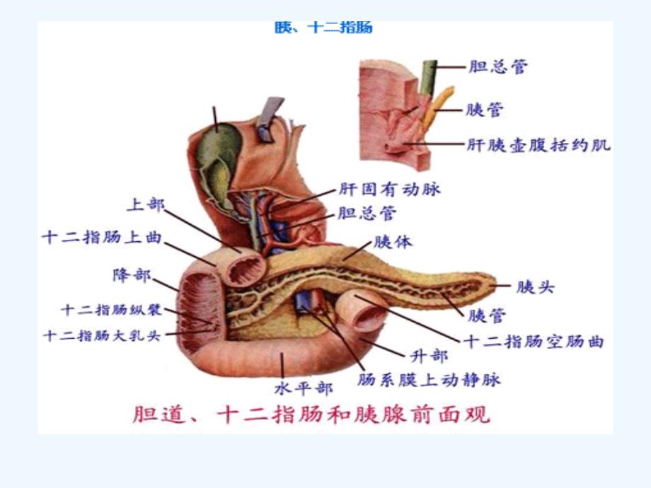 上消化道穿孔护理陈清清_第4页