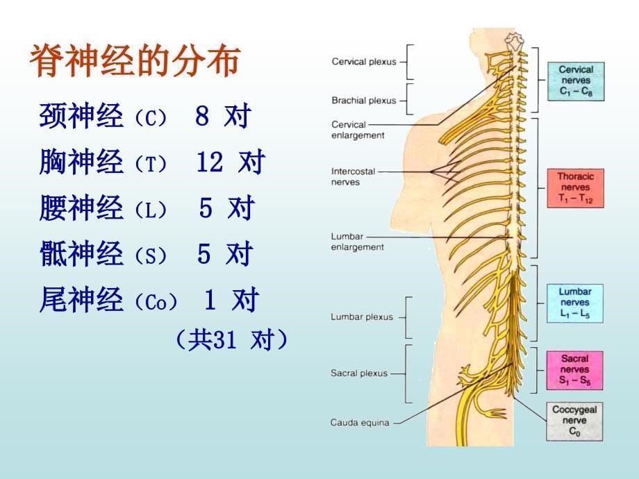 系统解剖学周围神经系统脊神经_第5页