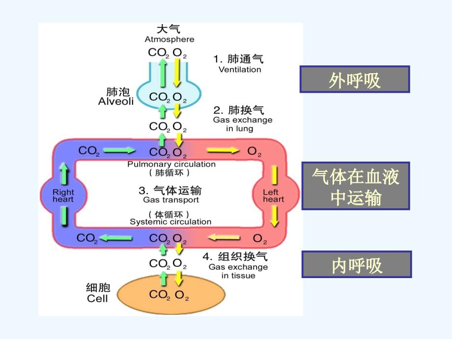 呼吸功能不全病生_第2页