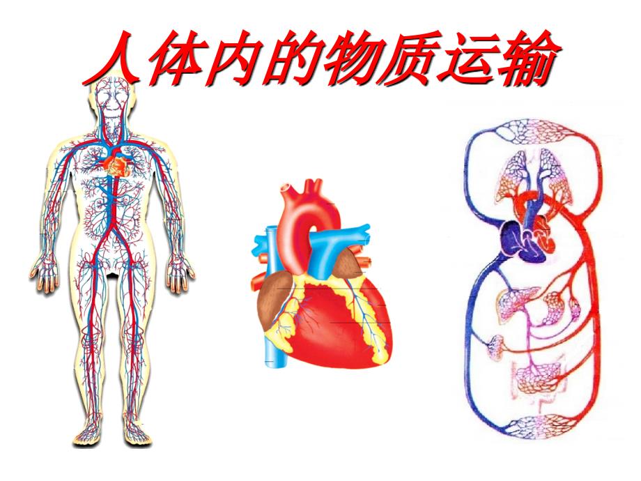 七年级生物下册 第三章《人体内物质的运输》复习课件 (新版)_第1页