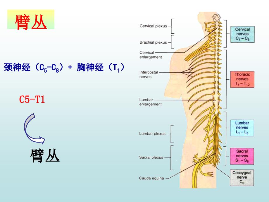 系统解剖学周围神经系统脊神经2_第2页