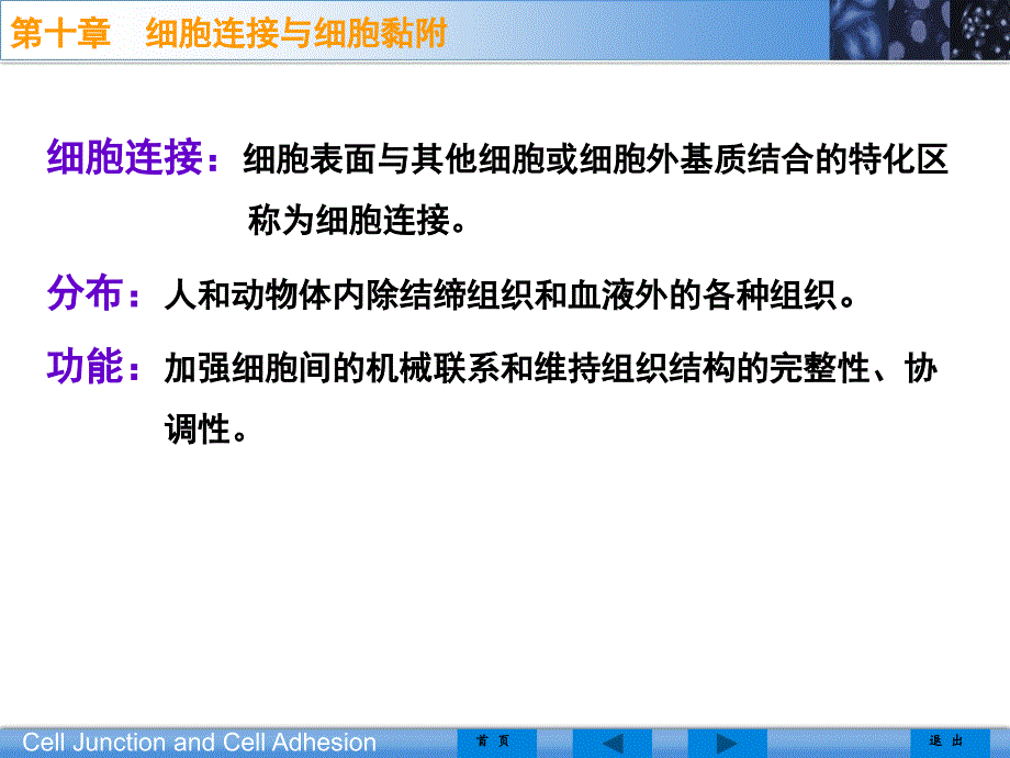 医学细胞生物学第十章细胞连接与细胞粘附_第4页