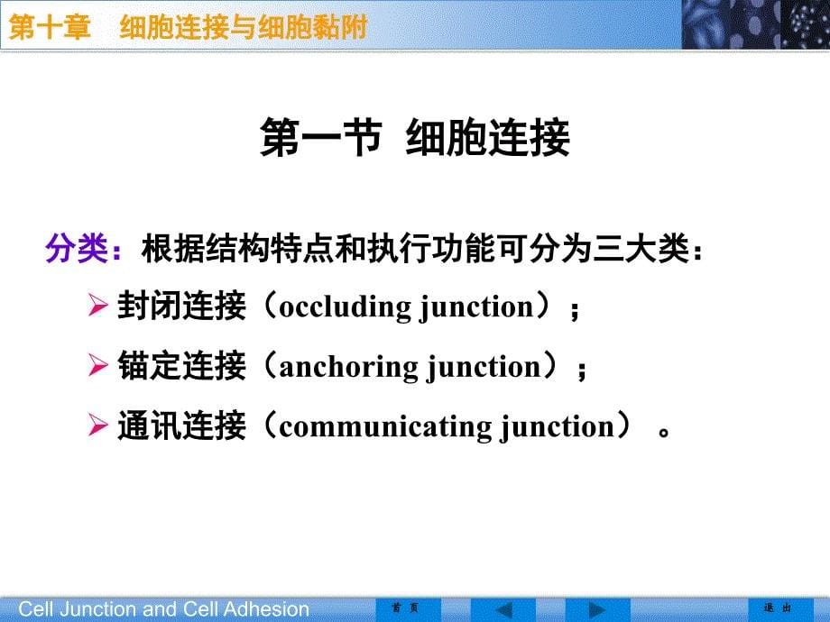 医学细胞生物学第十章细胞连接与细胞粘附_第5页