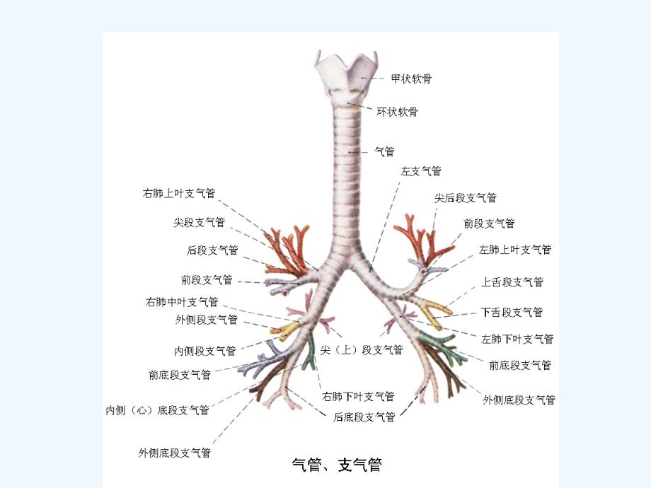 支气管扩张病人护理王艳平_第4页