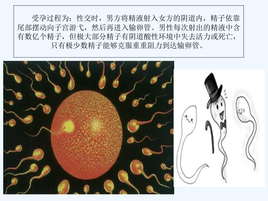 新生儿护理孕妇学校讲课_第4页