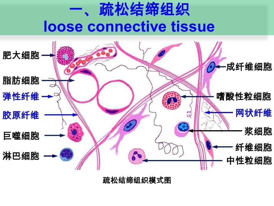 组织与胚胎学第3章结缔组织ZM1_第5页