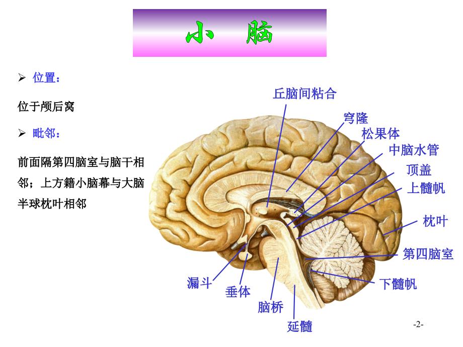 系统解剖学小脑_第2页